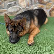 Thumbnail photo of Athena #2