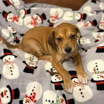 Thumbnail photo of Albies #1