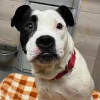 Thumbnail photo of Millie (mcas) #1