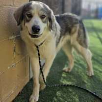 Thumbnail photo of Rozanov #1