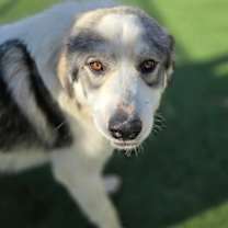 Thumbnail photo of Rozanov #3