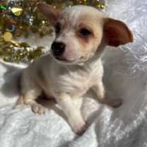 Thumbnail photo of Miney Little #2