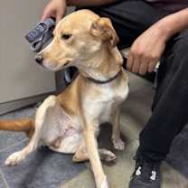 Thumbnail photo of Honey #3