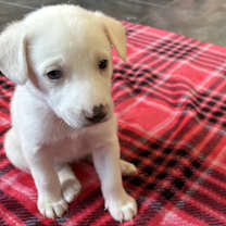 Thumbnail photo of Pearl #2