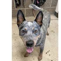 Thumbnail photo of Bronco #1