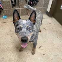 Thumbnail photo of Bronco #2