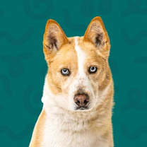 Thumbnail photo of Sarge #1