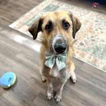 Thumbnail photo of Timber Sweetheart Ready to Love You #1