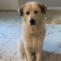 Thumbnail photo of Jojo #2