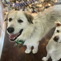 Thumbnail photo of Jojo #3