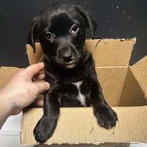 Thumbnail photo of Balsam #1