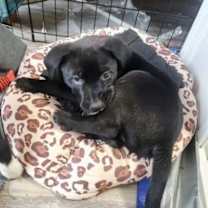 Thumbnail photo of Balsam #2