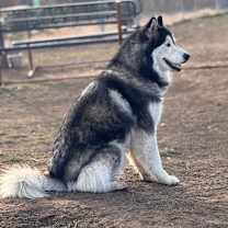 Thumbnail photo of Balto #3