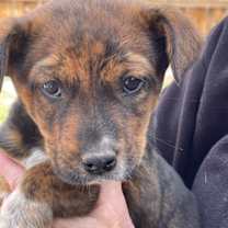 Thumbnail photo of Zoey #4