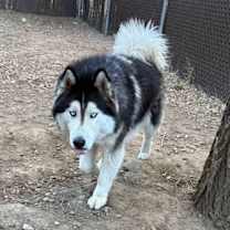 Thumbnail photo of Balto #4