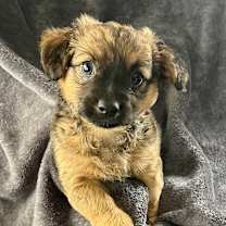 Thumbnail photo of Duke #4