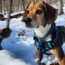 Thumbnail photo of Charlie Brown #2