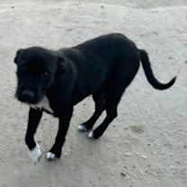 Thumbnail photo of Blackie #3