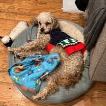 Thumbnail photo of Ping #4