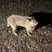 Thumbnail photo of Willy #2