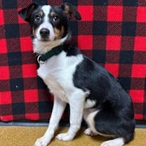 Thumbnail photo of Kush #1