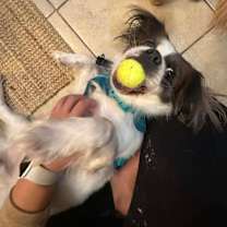 Thumbnail photo of LOUIE #1