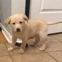 Thumbnail photo of Charlie Brown #3