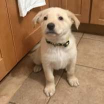 Thumbnail photo of Charlie Brown #4