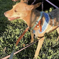 Thumbnail photo of uma #1