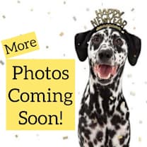 Thumbnail photo of Raksha (puppy) - ECAS #4