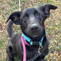 Thumbnail photo of Joey (fka Beast) #1