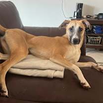 Thumbnail photo of Dot (Woods Puppies) #1