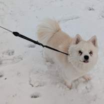 Thumbnail photo of Ghost #4