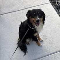 Thumbnail photo of Sam #2