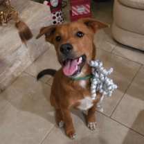 Thumbnail photo of Peanut - NAF #2