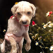 Thumbnail photo of CONNOR #3