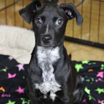 Thumbnail photo of Asher #1