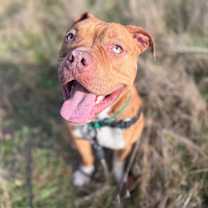 Thumbnail photo of Smores 🏕️  #1