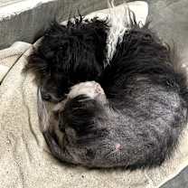 Thumbnail photo of IEPA-Stray-18459 #1