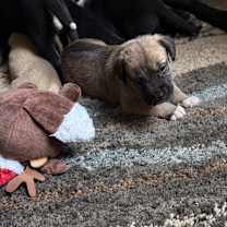 Thumbnail photo of Holly #4