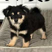 Thumbnail photo of Moses #1