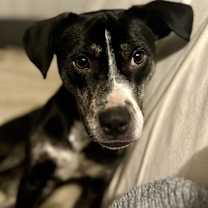 Thumbnail photo of Mabel #1