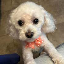 Thumbnail photo of Ivy Joy #2