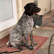 Thumbnail photo of Smokey #1