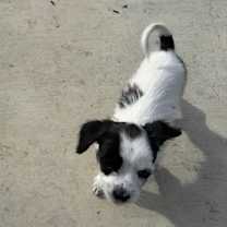 Thumbnail photo of Banzai #4