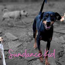 Thumbnail photo of Sundance #1