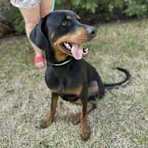 Thumbnail photo of Sundance #2