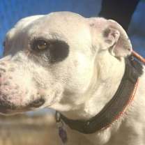 Thumbnail photo of BUDSTER (US, N Mexico) yo #1