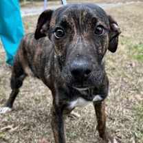 Thumbnail photo of Pup Ernest #1