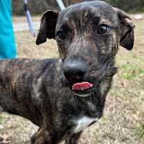 Thumbnail photo of Pup Ernest #2